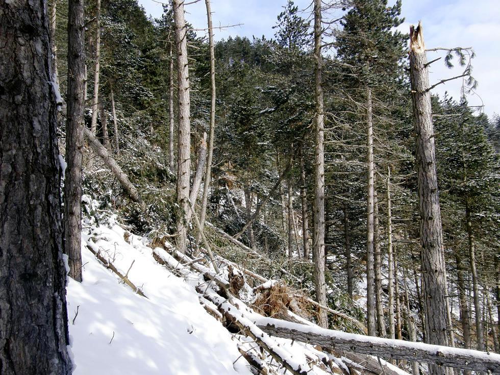 Nel bosco, una inutile strage.